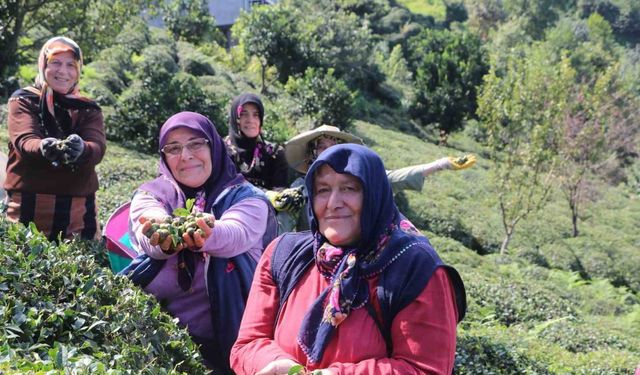 Çayın yaprağı da çöpü de tohumu da para ediyor