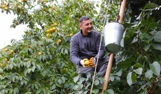 Çiğdemlik köyünde bütün ağaçlar ‘sarı altın’: Kurusunun kilosu 250 TL