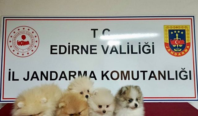 Cins köpekler jandarmayı geçemedi