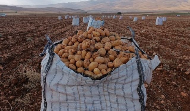 Darende’de patates hasadına başlanıldı