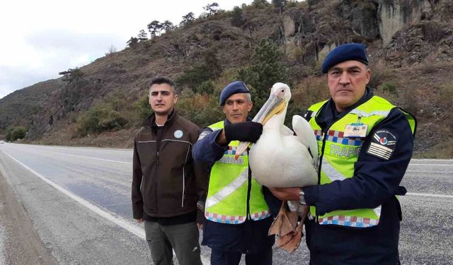 Devriye atan jandarma pelikan kuşu buldu: Hamsiyle beslediler