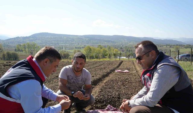 Doğada toplanması yasak olan salebin üretimi artıyor: Kastamonu’da 12 dekar alanda dikim başladı