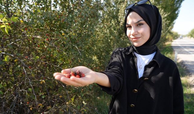 Doğal şifa deposu kuşburnunun toplanma sezonu devam ediyor