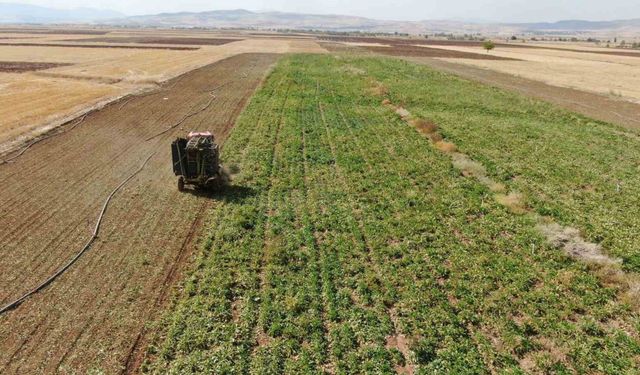 Elazığ’da 37 bin dönüm alanda pancar hasadı başladı