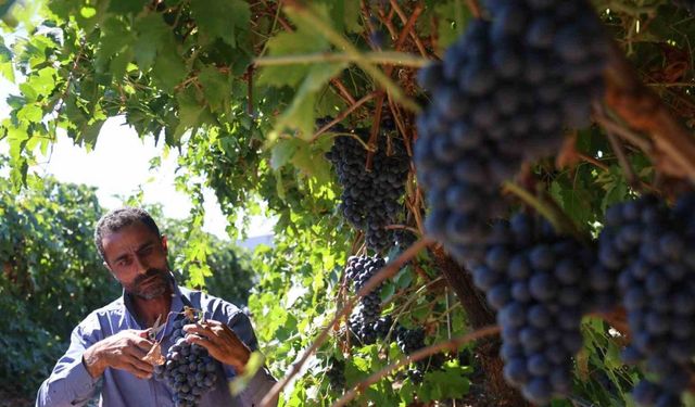 Elazığ’da bağbozumu heyecanı: Üzüm hasadı başladı