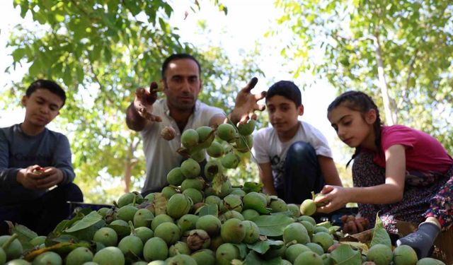 Elazığ’da ceviz hasadı başladı