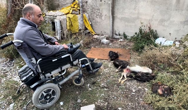 Engelli vatandaşın kümesine giren köpekler 10 tavuğu telef etti