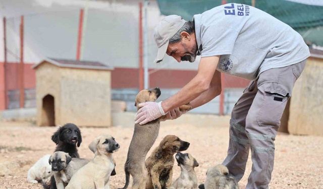 Geçici Hayvan Bakımevi ve Rehabilitasyon Merkezi’nde 9 bin hayvan tedavi edildi