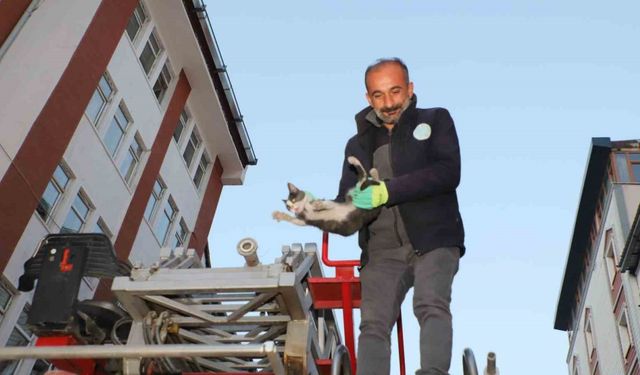 Hakkari’de 4 katlı binada mahsur kalan yavru kedi kurtarıldı