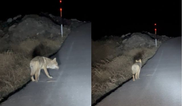 Hakkari’de aç kalan kurt yerleşim alanına indi