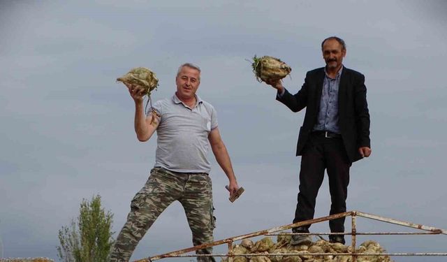 Hisarcık’ta şeker pancarı üretiminde artış