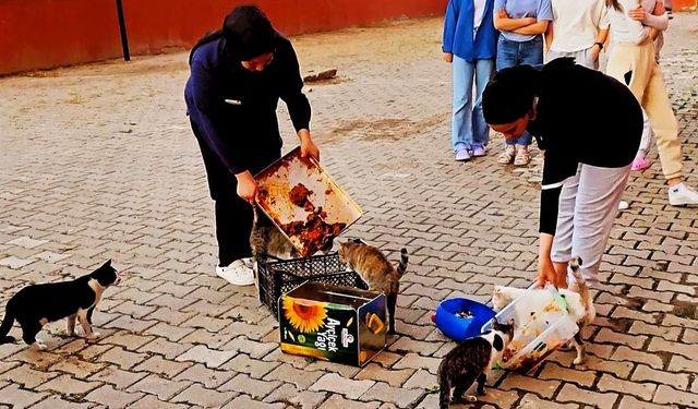 Hisarcık’ta yurt öğrencileri artan yemeklerle kedileri besledi