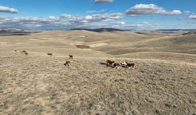 Jandarma dron ile iz sürdü, kayıp büyükbaşlar 3 saatte bulundu