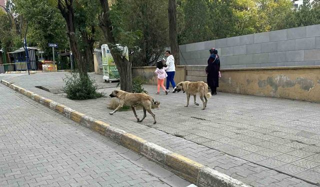 Kağızman’da başıboş köpekler tehlike saçıyor