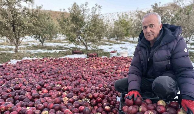 Karlı dağlarda zorlu elma hasadı