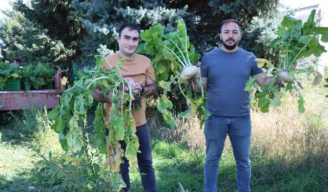 Lokman Hekim, o bitki o kadar faydalı ki tarlasının önünden geçmek bile yeterli diyor!