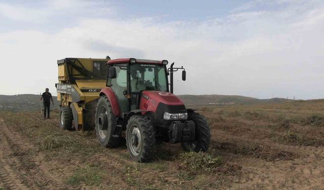 Meriç’te coğrafi işaretli yer fıstığında hasat mesaisi başladı