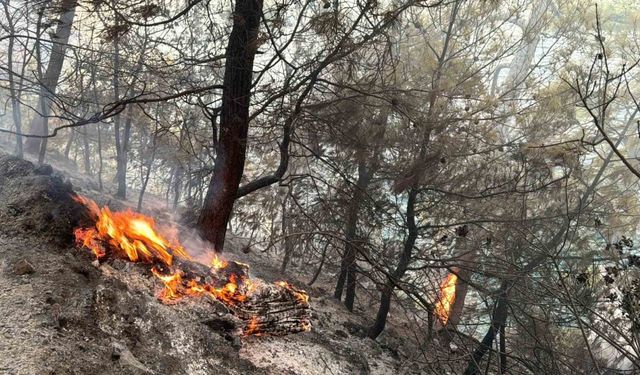 Muğla Gökova Körfezi’nde orman yangını