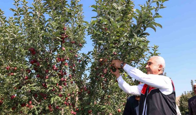 Muş’ta elma hasadından 25 milyon lira gelir bekleniyor