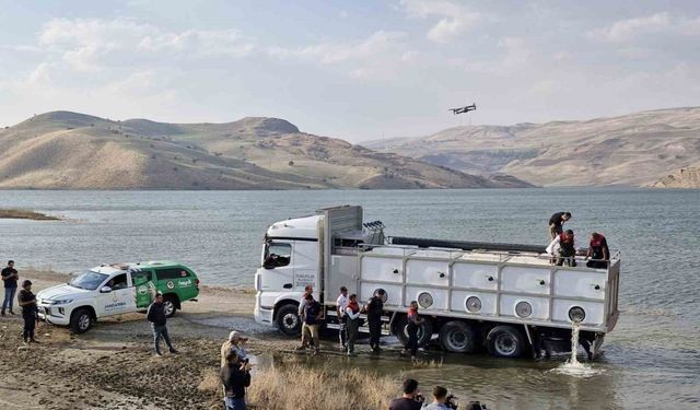 Muş’ta göl ve baraj göletlerine 4 milyon yavru sazan bırakıldı