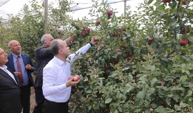 Niğde Ömer Halisdemir Üniversitesinde 200 ton elma hasadı yapıldı