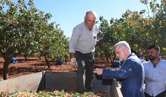 Pazarcık fıstığının tescil süreci başladı