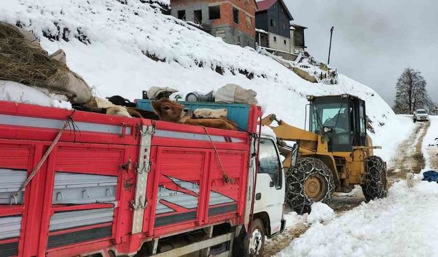 Rize’de yaylada küçükbaş ve büyükbaş hayvanları ile mahsur kalan 6 kişi kurtarıldı