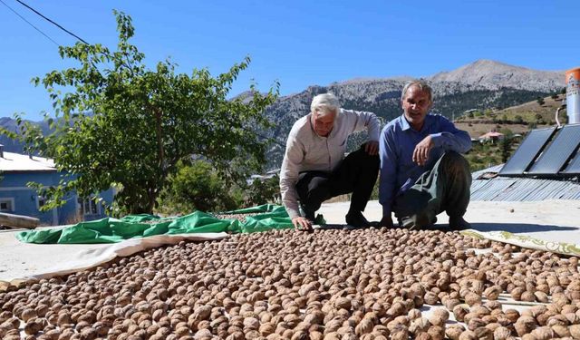 Saimbeyli Çeralan cevizi tescil yolunda