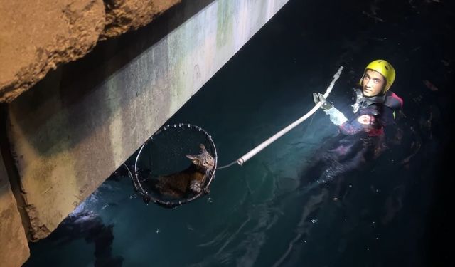 Sarıyer’de denize düşen kediyi kurtarma operasyonu