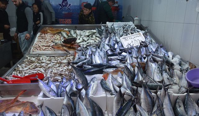 Sinop’ta balıkçı tezgahları şenlendi: 1,3 kiloluk palamutlar 100 lira