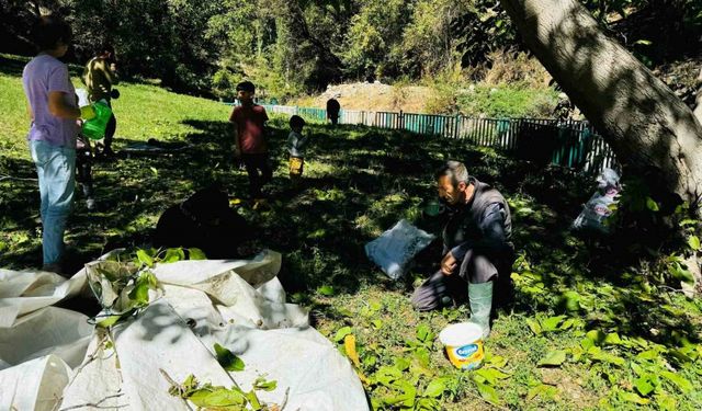 Şırnak’ta ceviz hasadı başladı