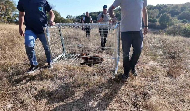 Tekirdağ’da yaralı tilki tedavi edilip doğaya bırakıldı