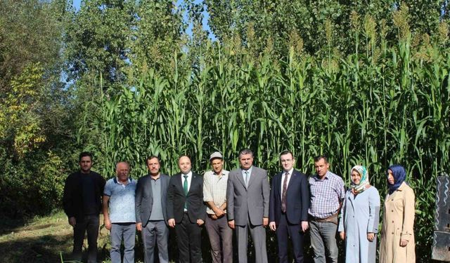 Tokat’ta ilk kez ekilen sorgum sudan otu melezi ekonomiye katkı sağlayacak