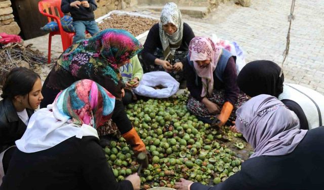 Van’da ceviz hasadı uzun sırıklarla yapılıyor