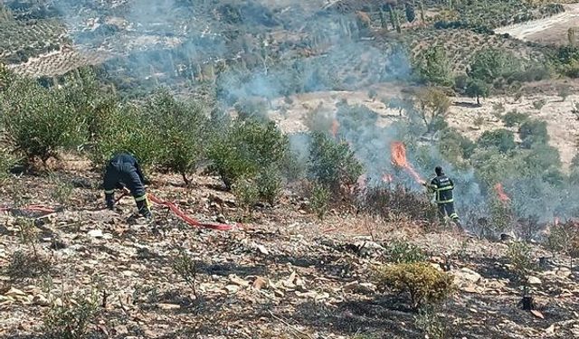 Yayladağı’nda zeytinlik yangını