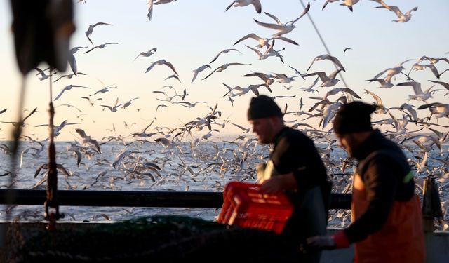 Karadeniz'de balıkçı teknelerine eşlik eden martıların yiyecek bulma telaşı görüntülendi