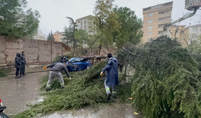 Kartal'da park halindeki otomobilin üzerine ağaç devrildi