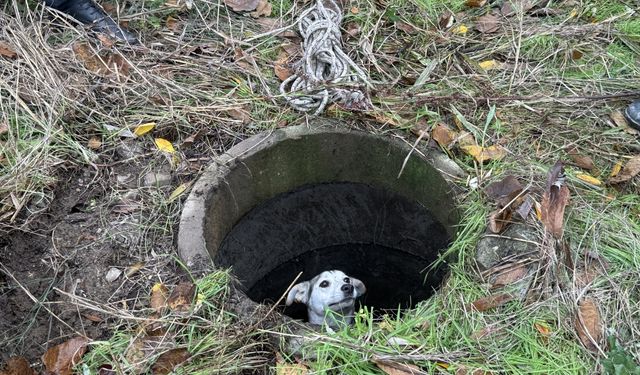 Sakarya'da kuyuya düşen köpeği itfaiye kurtardı