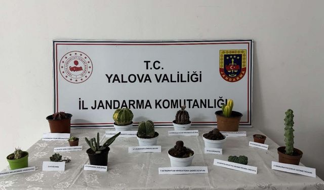 Yalova'da seradan endemik bitki çaldığı ileri sürülen kişi gözaltına alındı