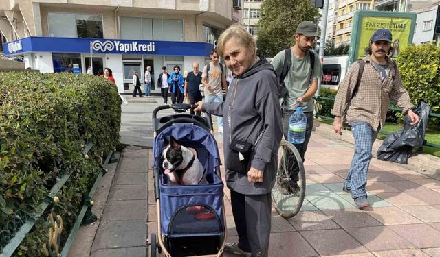 17 Kilo ağırlığına ulaşan köpeğini gezdirme adeta bir bebek gibi dolaştırıyor