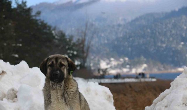 Abant Gölü’nde masalsı kış güzelliği