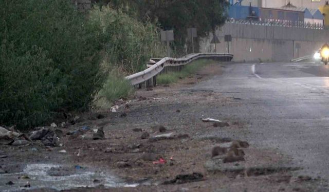 Araçlardan dökülen tahıllarla beslenen fareler, kara yolunu adeta istila etti