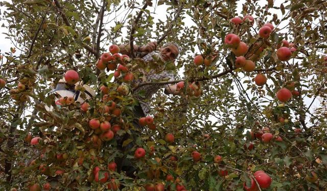 Aydın ve İzmir Yayları’nda  elma hasadı tamamlandı