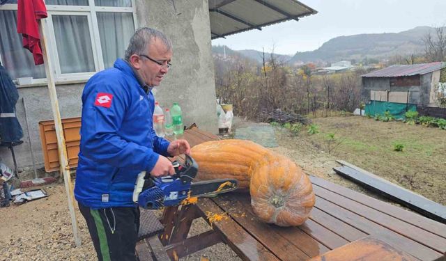 Bahçesinde yetişen 40 kiloluk dev kabağı motorlu testereyle kesebildi