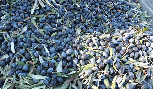 Balıkesir’de kuraklıktan büyüyemeyen zeytin yüz güldürmedi