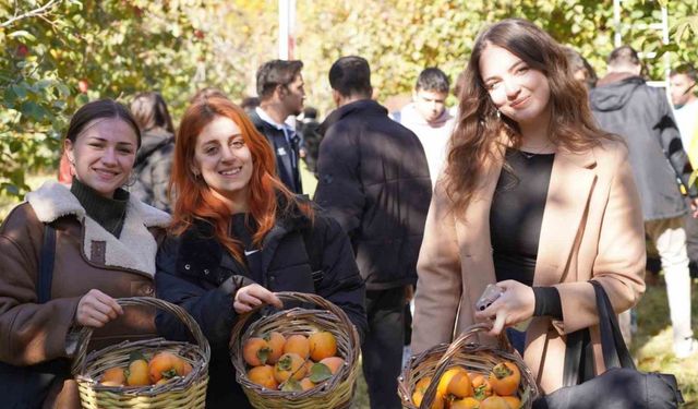 Bilecik’te 6 yıl önce deneme amaçlı dikilen hurma fideleri ilk meyvelerini verdi