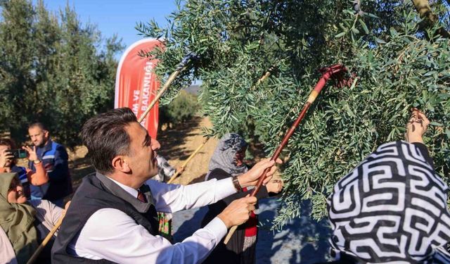 Bilecik’te zeytin hasadı mesaisi başladı