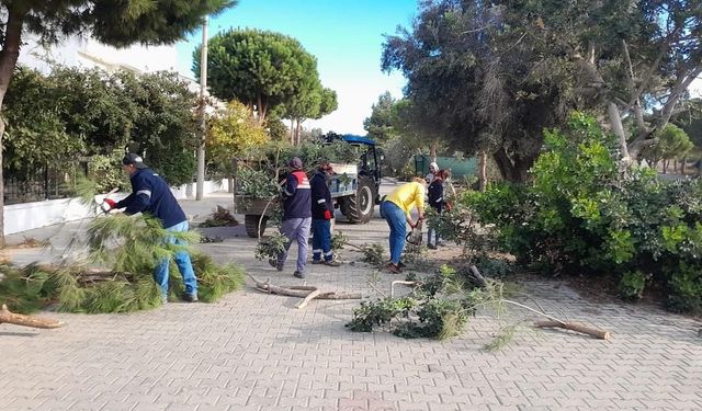 Didim’de ağaç budama çalışmaları sürüyor