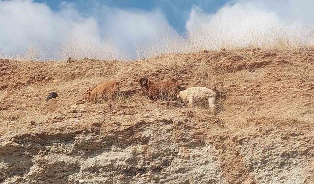 Diyarbakır’da 3 keçi 2 gündür mahsur kaldıkları yerden kurtarıldı