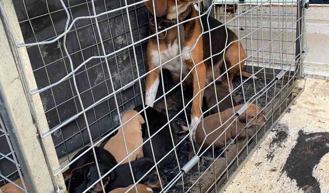 Domaniç’te 4 kişiye saldıran köpek ve yavruları barınağa götürüldü